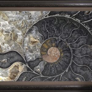 Fossil Ammonite Framed By The Nature Gallery