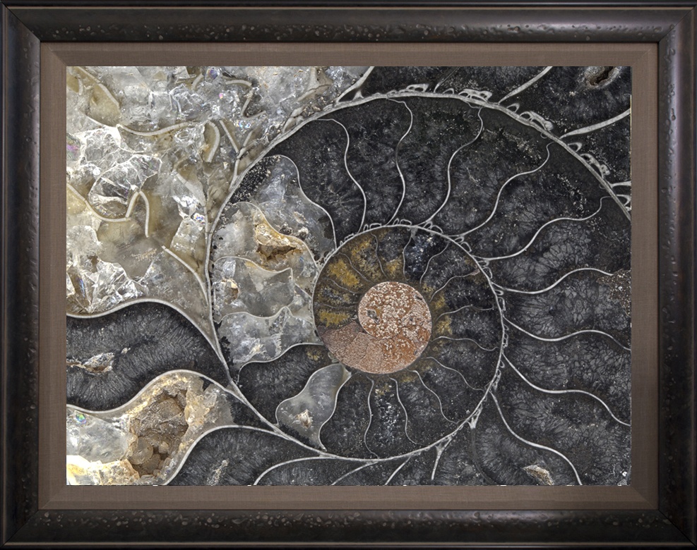Fossil Ammonite Framed By The Nature Gallery