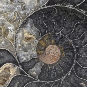 Fossil Ammonite Gallery Wrapped Canvas By The Nature Gallery