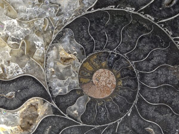 Fossil Ammonite Gallery Wrapped Canvas By The Nature Gallery