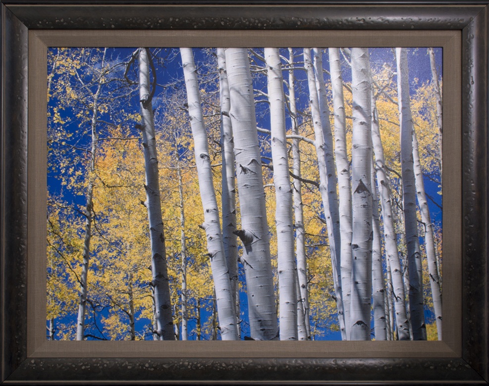 San Juan Aspens Framed by The Nature Gallery