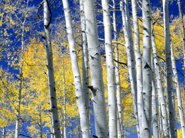 San Juan Aspens Gallery-Wrap Canvas by The Nature Gallery