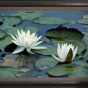 Waterlilies Framed by The Nature Gallery
