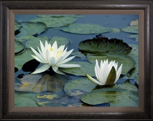 Waterlilies Framed by The Nature Gallery