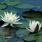 Waterlilies gallery-wrap canvas by The Nature Gallery