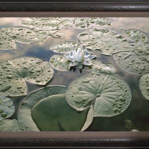 Waterlily Framed By The Nature Gallery
