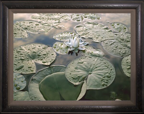 Waterlily Framed By The Nature Gallery