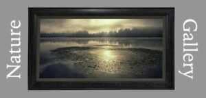 The Nature Gallery Art for Wall Decor