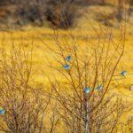 Mountain Bluebirds by Byron Neslen Photography