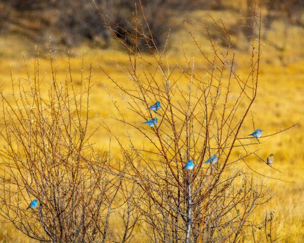 Mountain Bluebirds by Byron Neslen Photography