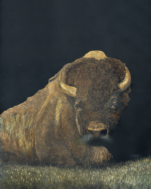 Bodacious Bob, bison scratchboard art by Paul Hopman