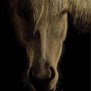 Misty, horse scratchboard art by Paul Hopman