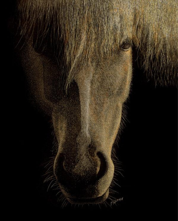 Misty, horse scratchboard art by Paul Hopman
