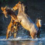Two Wild Horses Fighting on the Salt River by Byron Neslen Photography