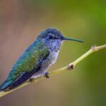Anna Hummingbird by Byron Neslen Photography