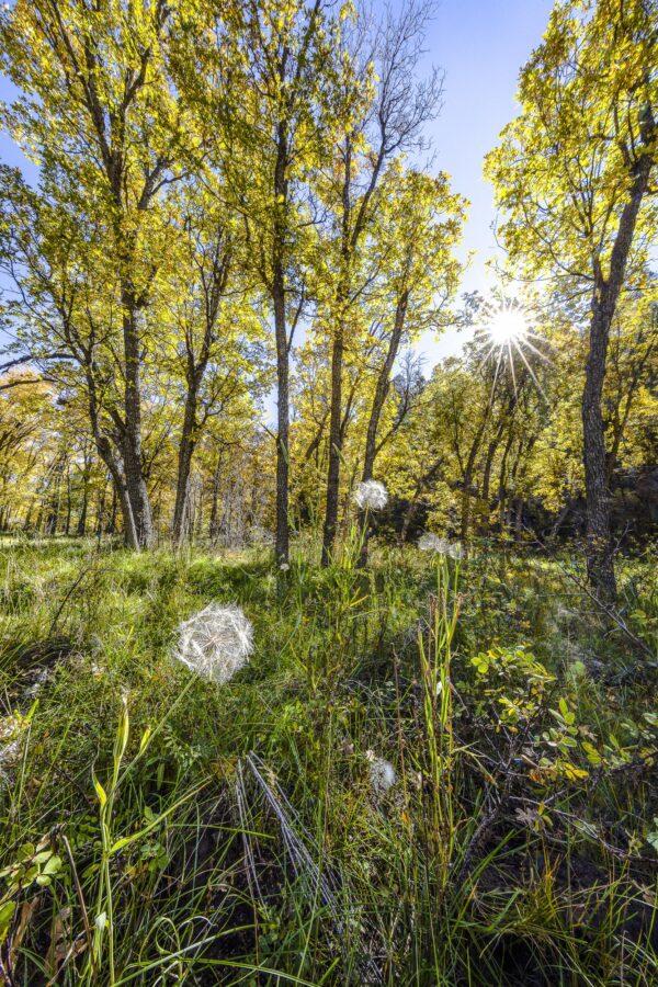 Autumn on the Kaibab with Salsify Plant in Foreground by Byron Neslen Photography