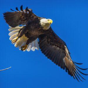 Bald Eagle in Flight by Byron Neslen Photography