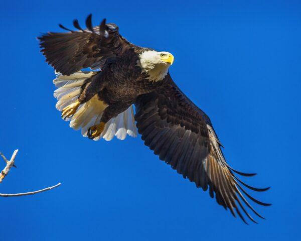 Bald Eagle in Flight by Byron Neslen Photography
