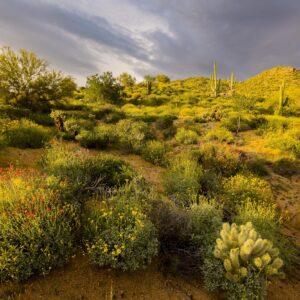 Bartlett Lake Wildflower Bloom by Byron Neslen Photography