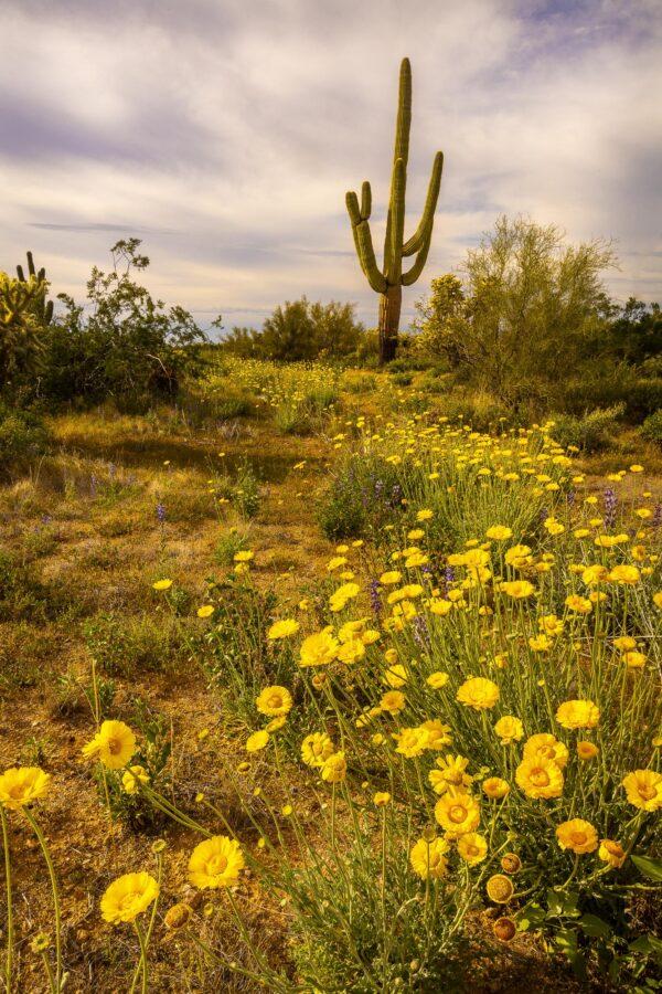 Desert Marigolds in Sonoran Desert by Byron Neslen Photography