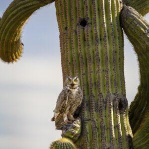 Great Horned Owl in Saguaro Cactus by Byron Neslen Photography