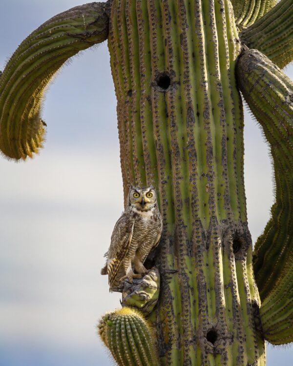 Great Horned Owl in Saguaro Cactus by Byron Neslen Photography