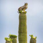 Great Horned Owl on top of Saguaro Cactus by Byron Neslen Photography