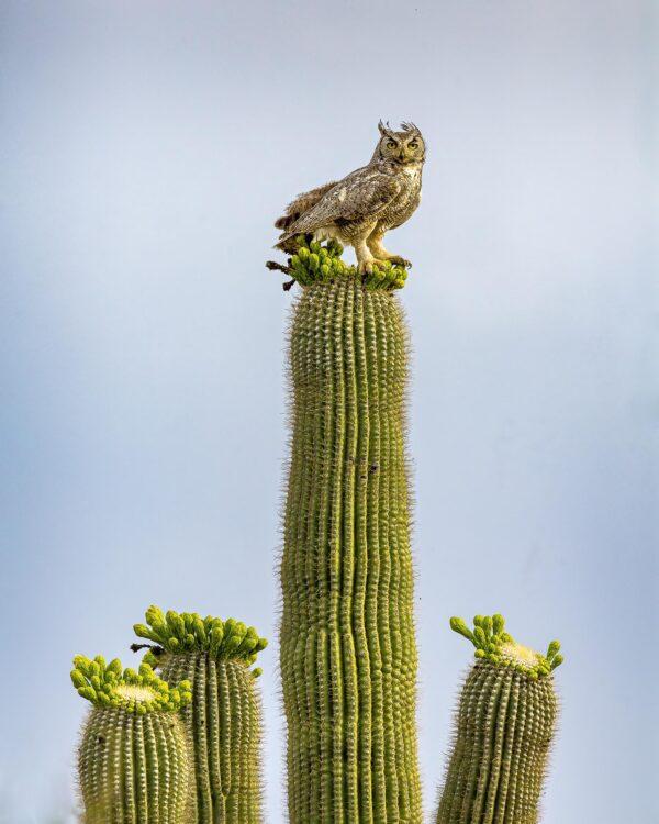 Great Horned Owl on top of Saguaro Cactus by Byron Neslen Photography