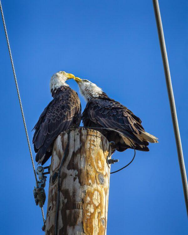 Love Birds Bald Eagles by Byron Neslen Photography