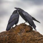 Love Birds by Byron Neslen Photography