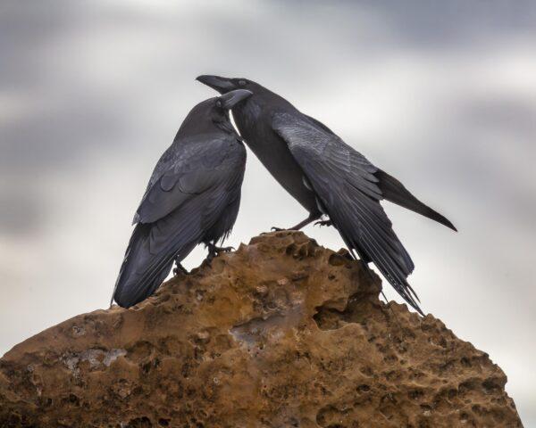 Love Birds by Byron Neslen Photography