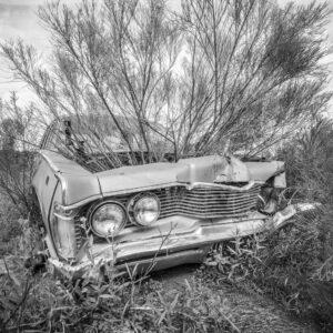 Mercury and Tree by Byron Neslen Photography