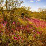 Owl Clover in Organ Pipe Nation Monument by Byron Neslen Photography