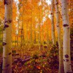 red aspens by byron neslen photography