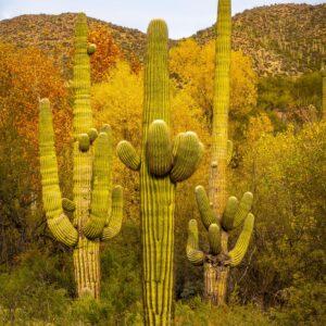 Saguaro Cactus Autumn by Byron Neslen Photography