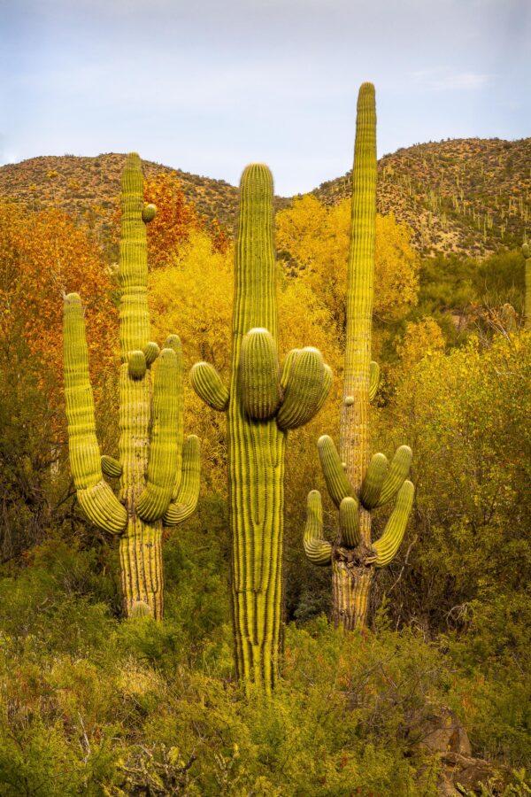 Saguaro Cactus Autumn by Byron Neslen Photography