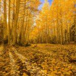 The Road Paved in Gold by Byron Neslen Photography