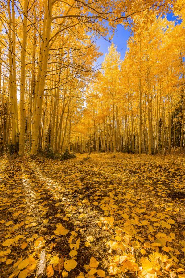 The Road Paved in Gold by Byron Neslen Photography