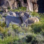 Two Burros By Byron Neslen Photography