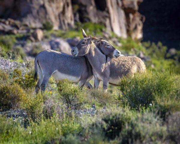 Two Burros By Byron Neslen Photography