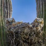 Two Great Horned Owlets by Byron Neslen Photography