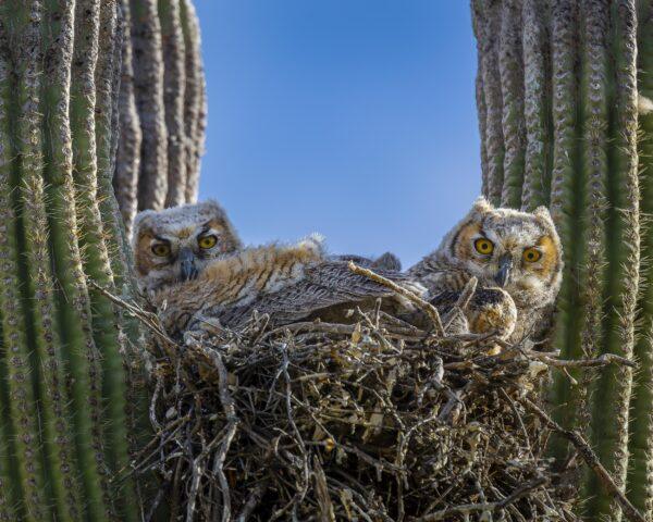 Two Great Horned Owlets by Byron Neslen Photography