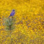 Western Bluebird by Byron Neslen Photography
