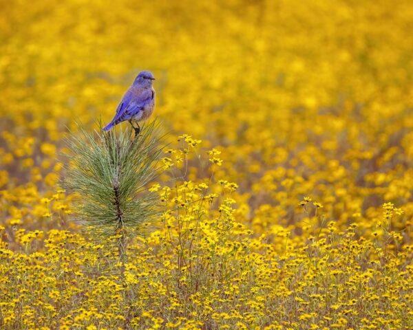 Western Bluebird by Byron Neslen Photography