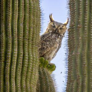 Who are You Looking At!!! by Byron Neslen Photography