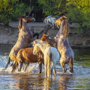 Rivalry in the Salt River by Byron Neslen