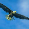 Arizona Bald Eagle in Flight by Byron Neslen Photography