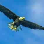 Arizona Bald Eagle in Flight by Byron Neslen Photography