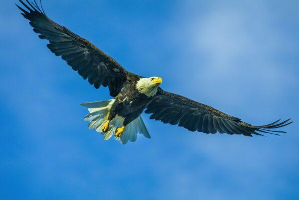Arizona Bald Eagle in Flight by Byron Neslen Photography