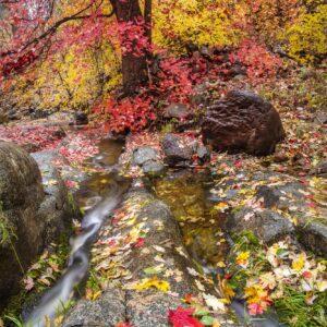Autumn Creek by Byron Neslen Photography